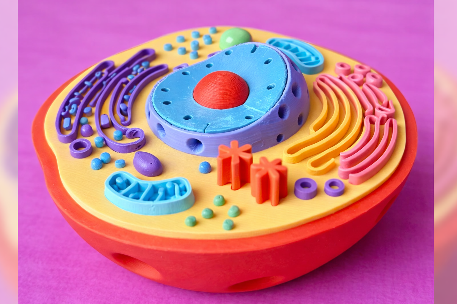 Animal Cell Model