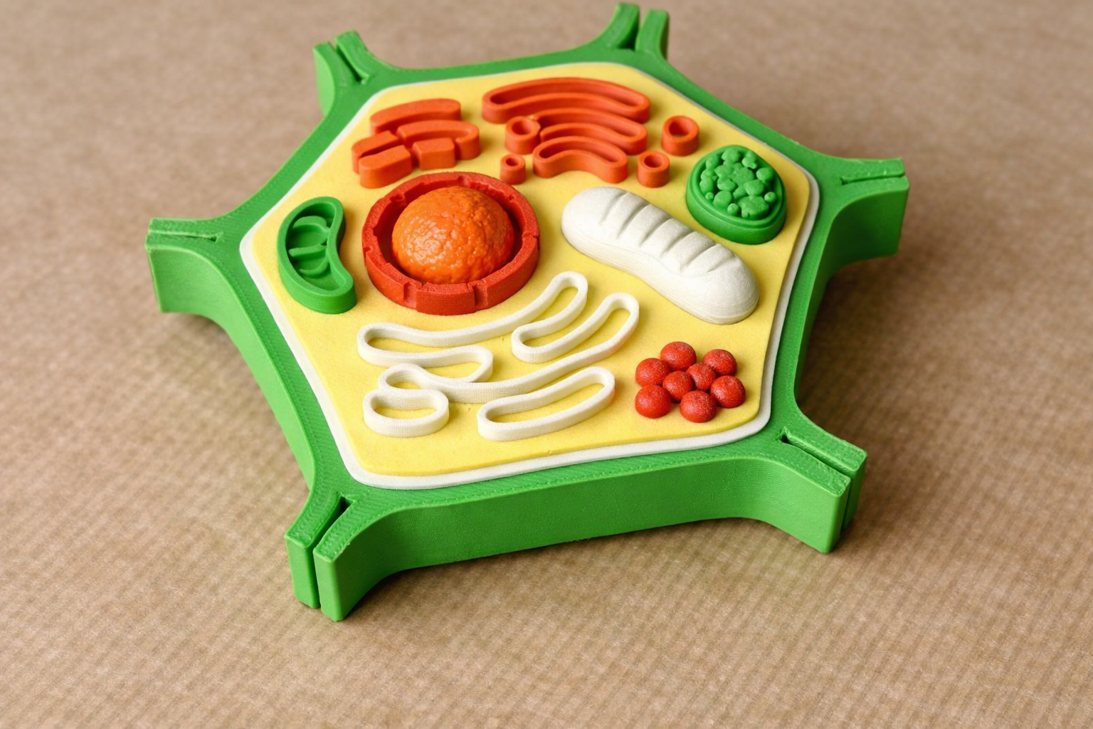Plant Cell Model